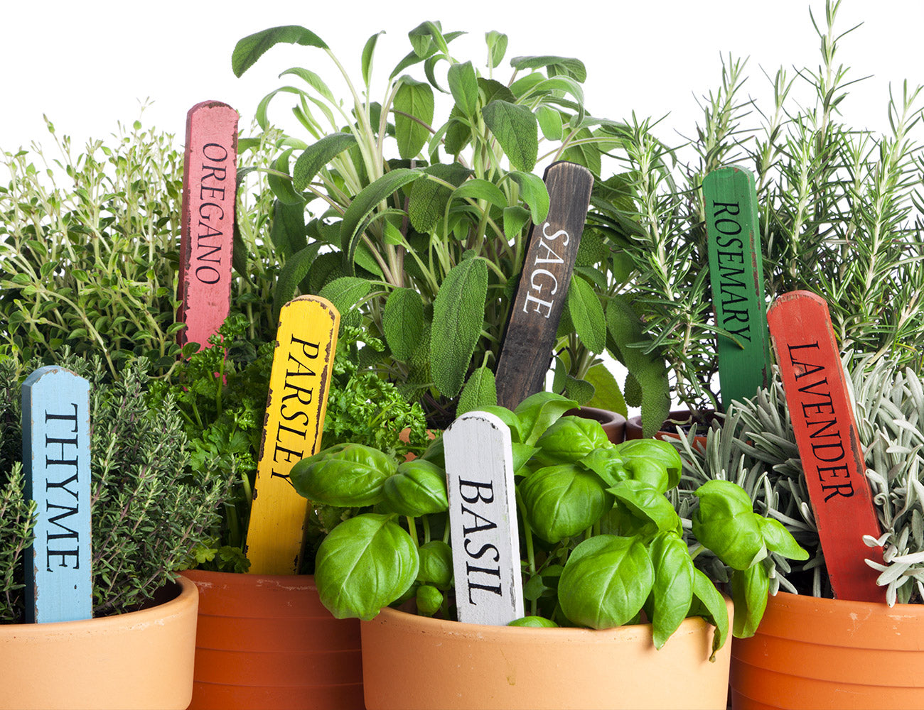 How To Start Your Own Herb Garden